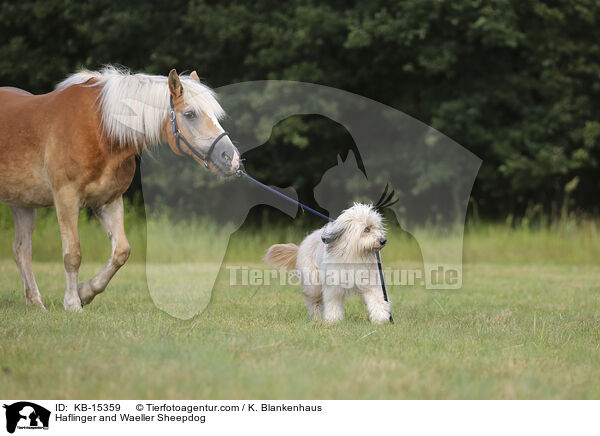 Haflinger und Wller / Haflinger and Waeller Sheepdog / KB-15359