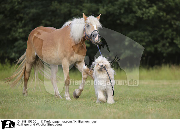 Haflinger und Wller / Haflinger and Waeller Sheepdog / KB-15360