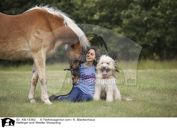 Haflinger and Waeller Sheepdog / KB-15362