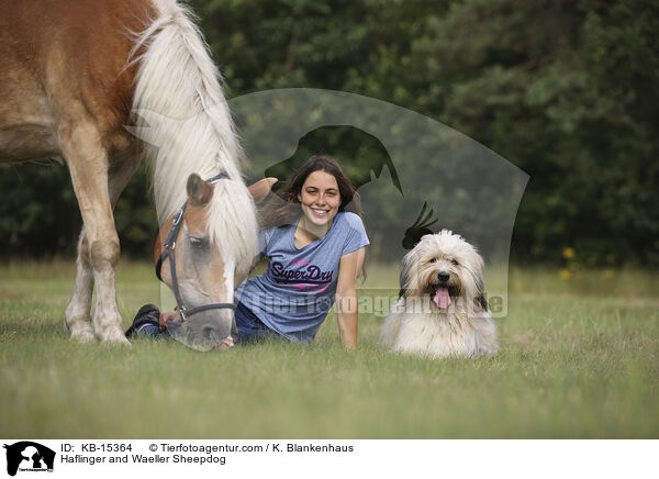 Haflinger und Wller / Haflinger and Waeller Sheepdog / KB-15364