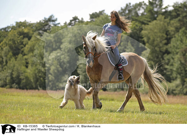 Haflinger und Wller / Haflinger and Waeller Sheepdog / KB-15365