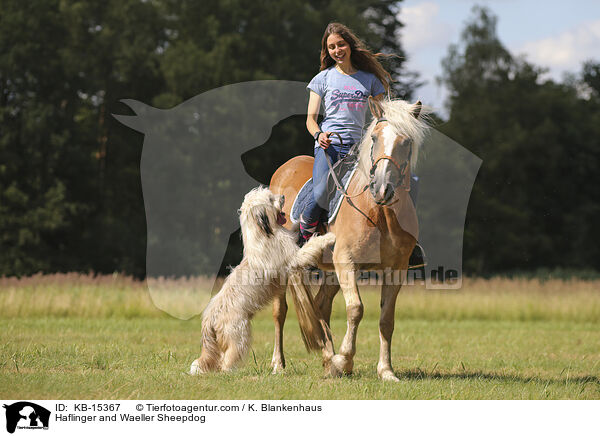 Haflinger and Waeller Sheepdog / KB-15367