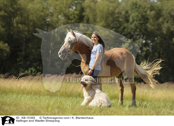 Haflinger and Waeller Sheepdog / KB-15369