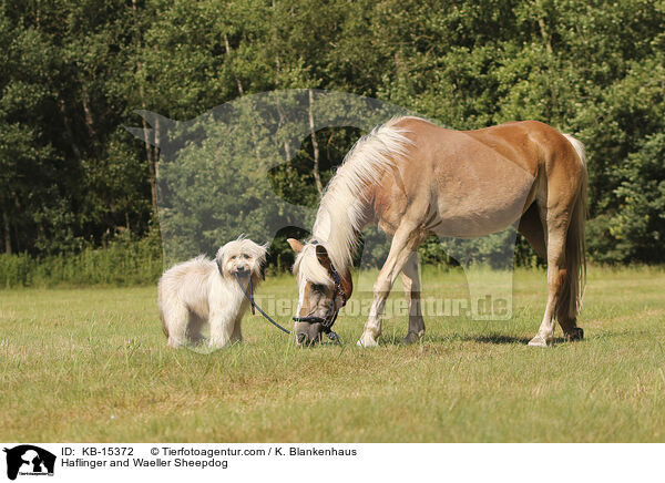 Haflinger und Wller / Haflinger and Waeller Sheepdog / KB-15372