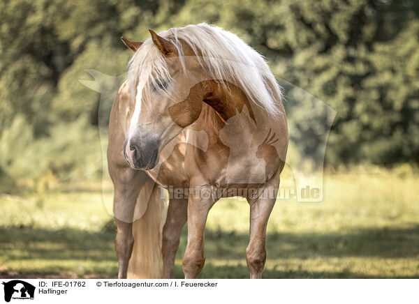 Haflinger / Haflinger / IFE-01762