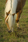 snuffling stallion