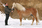 man with Haflinger stallion