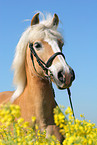Haflinger horse in rape field