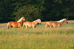 horses