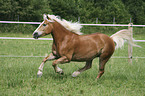 running Haflinger