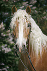 Haflinger Portrait