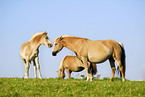 Haflinger mare with foal