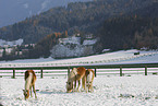 Haflinger in winter
