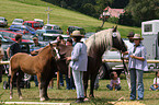 black forest horse