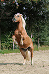 rearing Haflinger