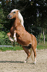 rearing Haflinger