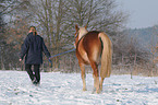 Haflinger