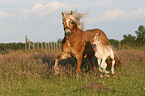 Haflinger mare with foal