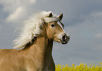 Haflinger horse