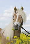 Haflinger horse