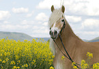 Haflinger horse