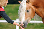 woman and haflinger stallion