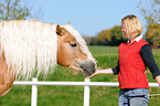 woman and haflinger stallion