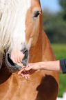 haflinger stallion portrait