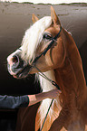 haflinger stallion portrait