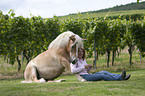 woman with Haflinger horse