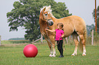 girl with haflinger horse