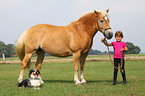 girl with haflinger horse