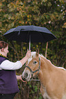 woman with haflinger horse