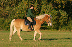 woman rides haflinger horse