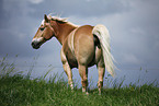 Haflinger