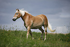 Haflinger