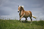 running Haflinger