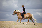 trotting Haflinger
