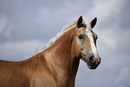 Haflinger Portrait