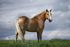 Haflinger