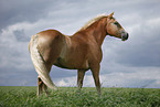 Haflinger
