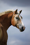 Haflinger Portrait