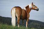 standing Haflinger