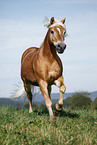 running Haflinger