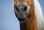 horse mouth