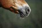 horse mouth