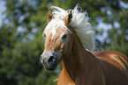 Haflinger Portrait