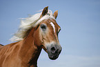 Haflinger Portrait
