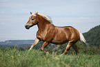 running Haflinger