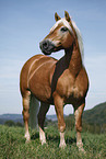 standing Haflinger